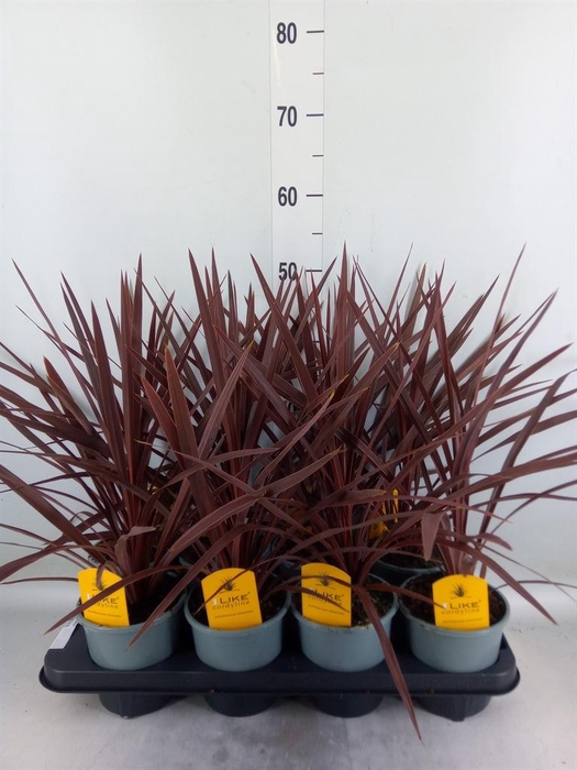 <h4>Cordyline austr. 'Red Star'</h4>