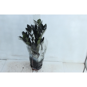 ZAMIOCULCAS BLACK QUEEN P14