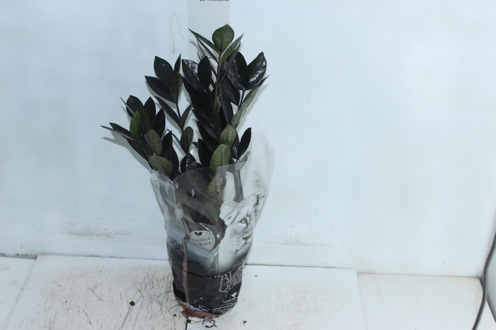 <h4>ZAMIOCULCAS BLACK QUEEN P14</h4>