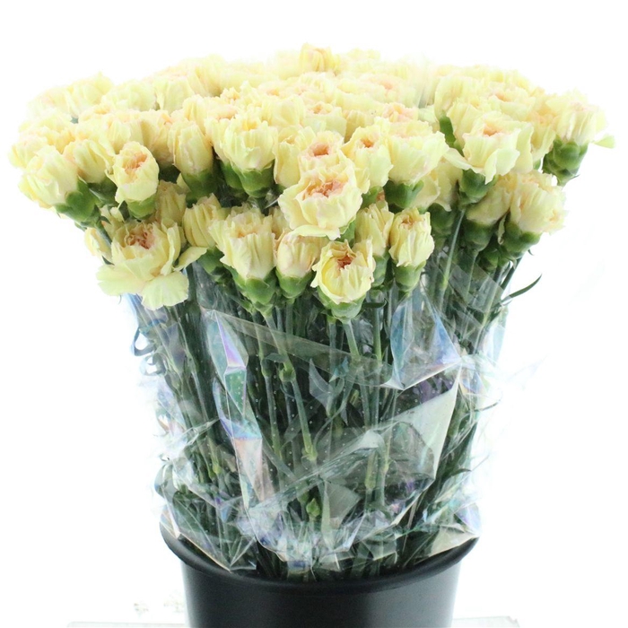 <h4>Di St Happy Tea</h4>