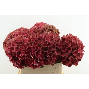 Hydr M My Terracota 80-22