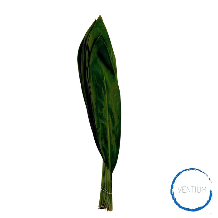Cordyline Green Tie 80cm