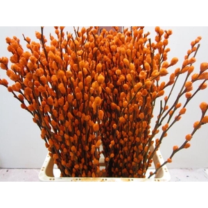 Salix Katje Oranje L70