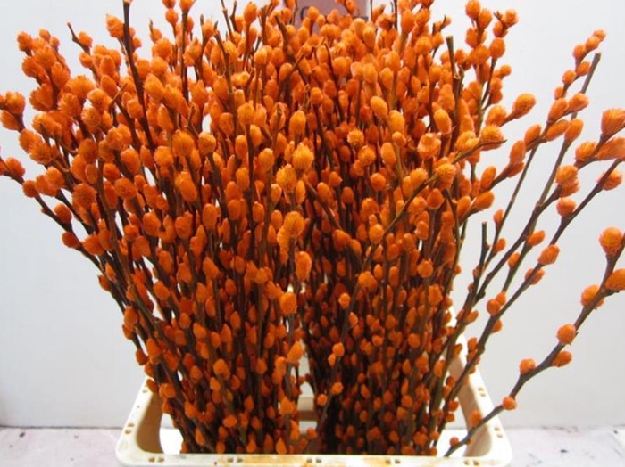 <h4>Salix Katje Oranje L70</h4>