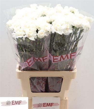 <h4>Di St Everest</h4>