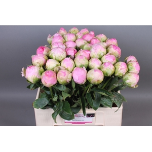 Paeonia Dinner Plate | Heavy Quality
