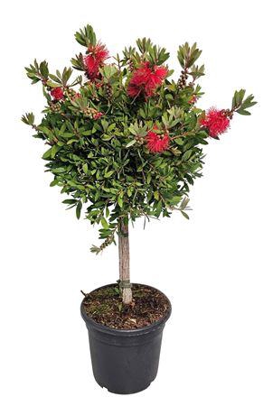 <h4>Callistemon Laevis Stem - 1091</h4>
