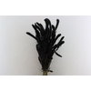 Dried Setaria X5 Black Bunch