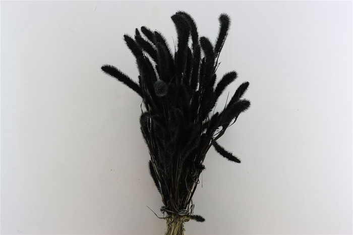 Dried Setaria X5 Black Bunch