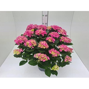 .Hydrangea macr pink AAA