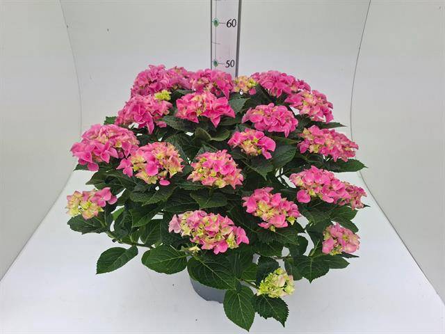 <h4>.Hydrangea macr pink AAA</h4>