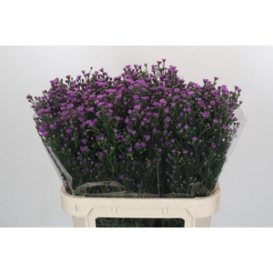 Aster N-B 'Astee Mini Baby Pink'