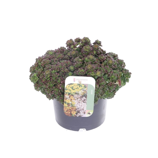 <h4>Sedum oreganum</h4>