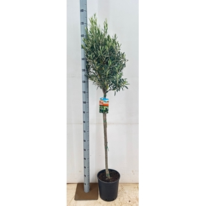 OLEA EUROPAEA