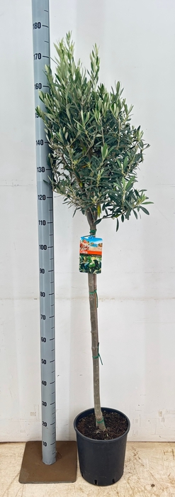 <h4>OLEA EUROPAEA</h4>