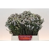 Kaaps Groen Silver Brunia