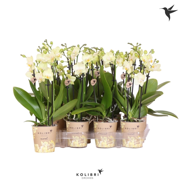 <h4>Kolibri Orchids Phalaenopsis Yellow 3 spike</h4>