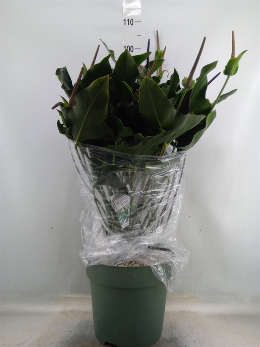 <h4>Anthurium  'Arrow'</h4>