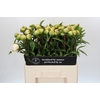 Paeonia Edens Temptation