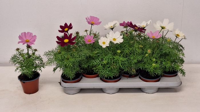 <h4>COSM BIPINNATUS</h4>