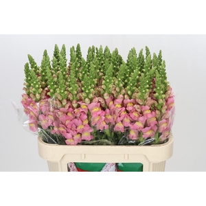 Antirrhinum Antibes Rose
