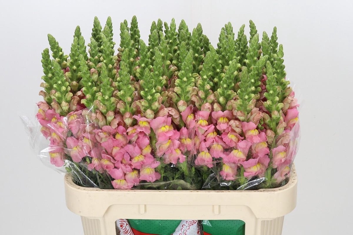 <h4>Antirrhinum Antibes Rose</h4>