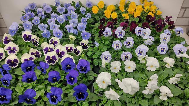 <h4>VIO F1 HYBR MIXK</h4>