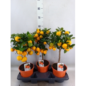 Citrus   ...