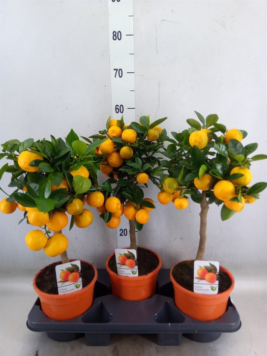 <h4>Citrus   ...</h4>