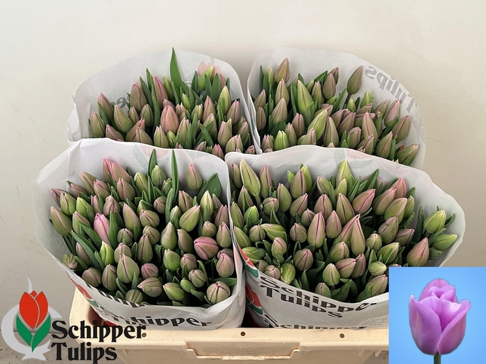 <h4>TU EN ALIBI</h4>