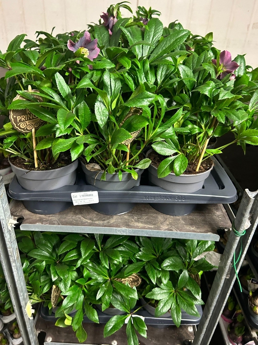 <h4>!! PROMO !! HELLEB VIV VICTORIA P17</h4>