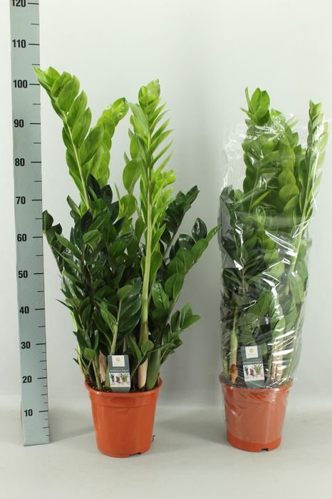 <h4>ZAMIO ZAMIIFOLIA</h4>