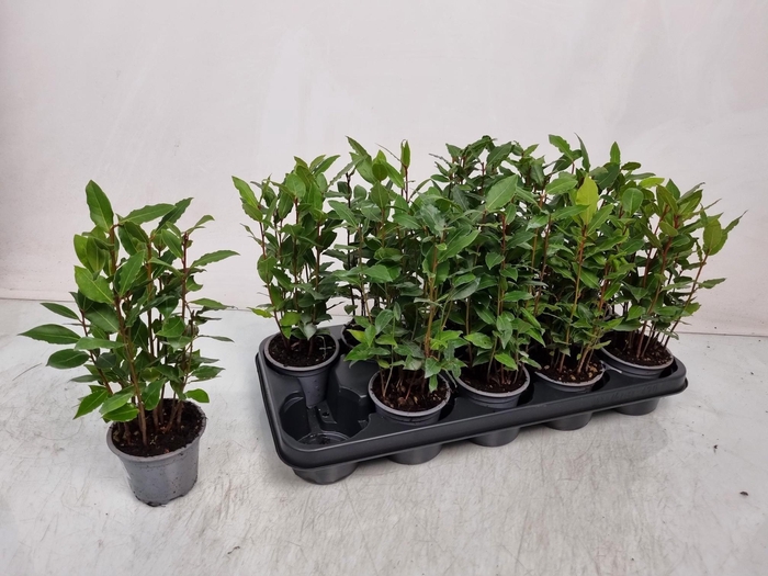 <h4>LAU NOBILIS</h4>