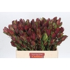 Leucadendron Senorita Spray
