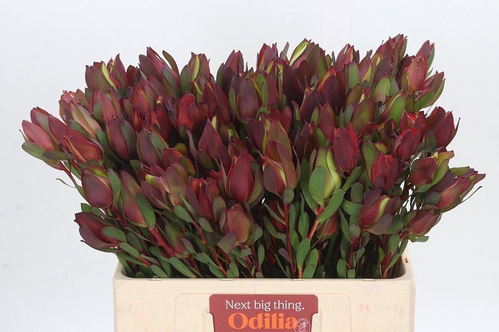 Leucadendron Senorita Spray