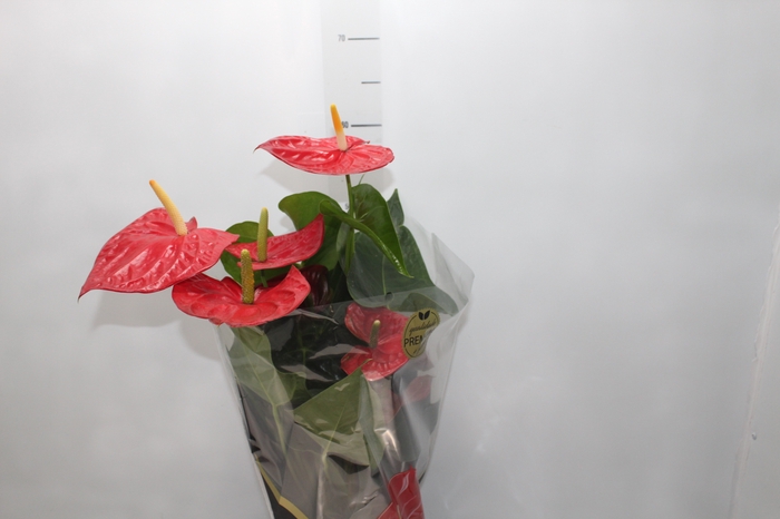 <h4>ANTHURIUM OREGON P19 VERMELHO PREMIUM</h4>