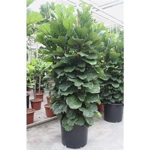 Ficus Lyrata 6 per pot