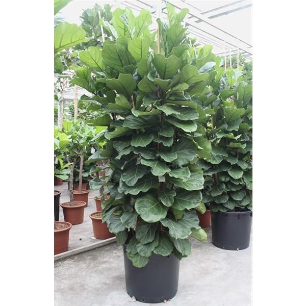 <h4>Ficus Lyrata 6 per pot</h4>