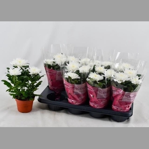 CHRYS SUPNOVA WHITE