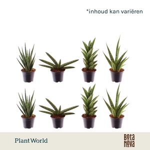 Sansevieria mix basic mix 7 cm