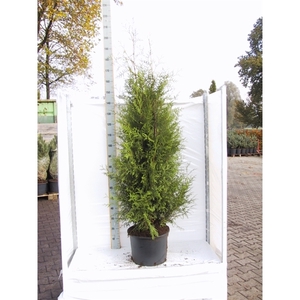 Thuja occidentalis 'Brabant'