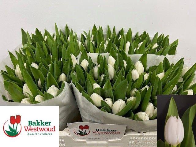 <h4>TU EN ROYAL VIRGIN</h4>