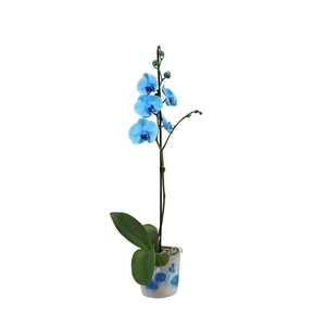 Fiore Blue Phal I Am Blue 1T9+