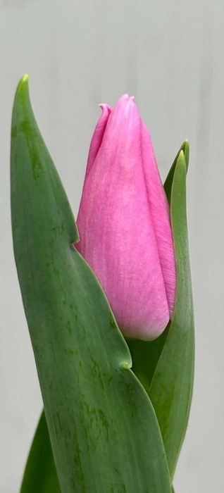 <h4>Tulipa En Sandor</h4>