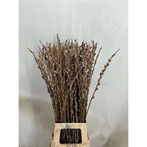 Salix G Pink Cushion