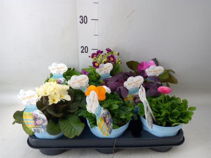 <h4>Tuinkruiden   ...</h4>