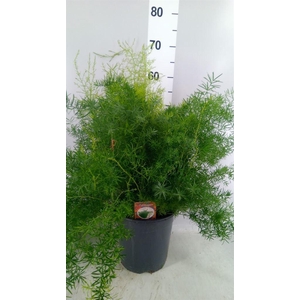 Asparagus dens. 'Sprengeri'