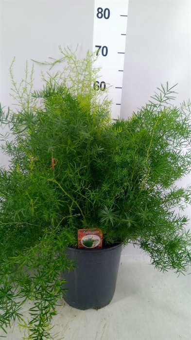 <h4>Asparagus dens. 'Sprengeri'</h4>