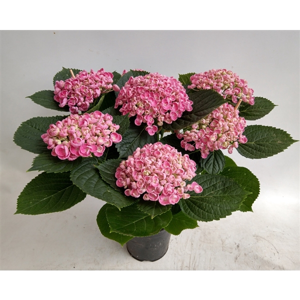 <h4>Hydrangea Hovaria Hopcorn Pink</h4>