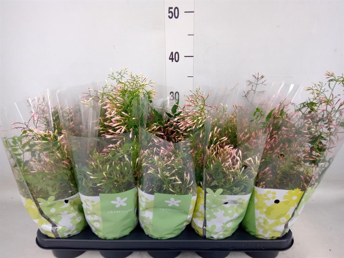 <h4>Jasminum polyanthum</h4>